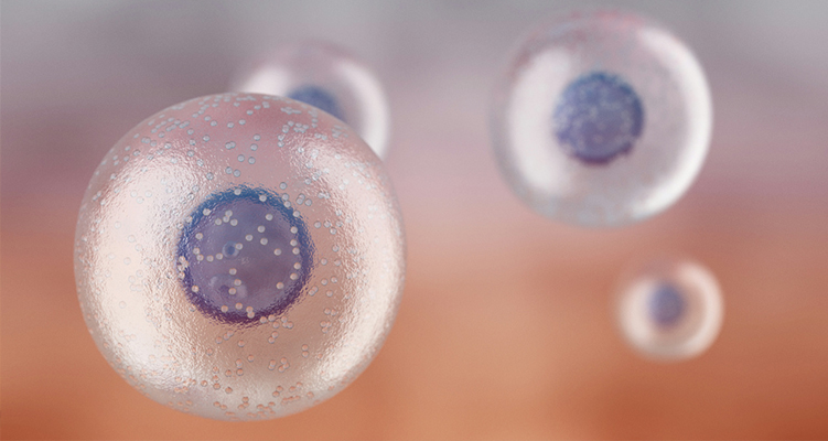 干細(xì)胞與免疫細(xì)胞9個(gè)速記