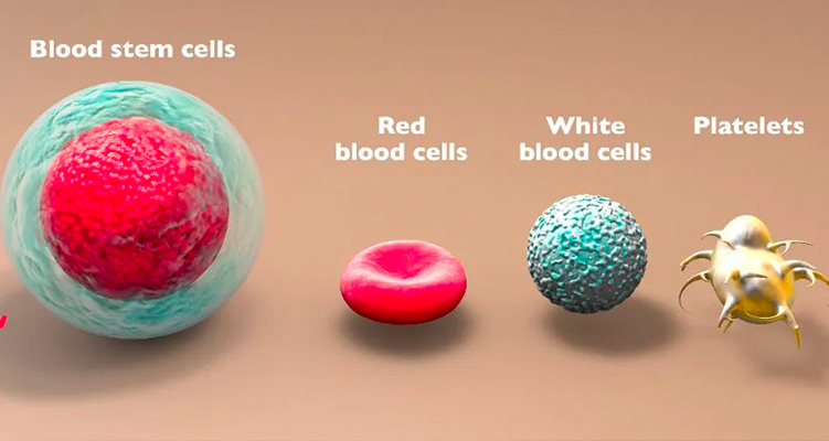 儲存造血干細胞，點亮血友病治愈曙光